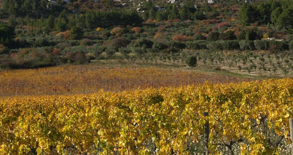 Vineyards, Les Baux de Provence, France