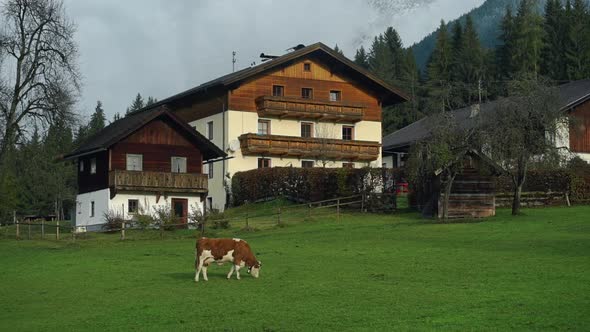 Cow Grazing in the Alps