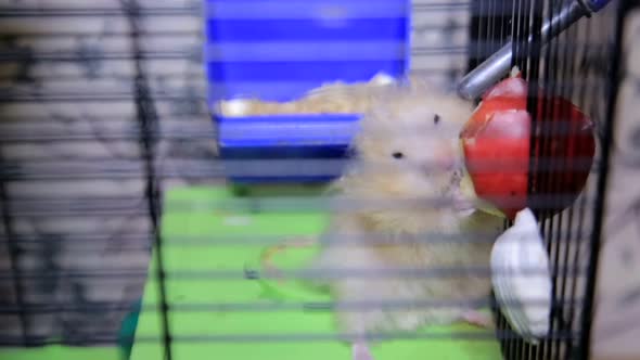 Cute Little Hamster Drinks Water in His Cage