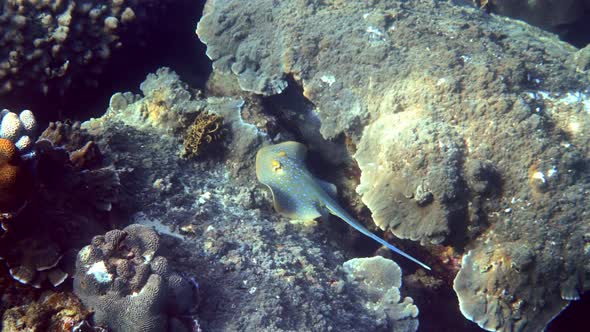 Blue Spotted Ribbontail Stingray Swimming Among Coral Reef