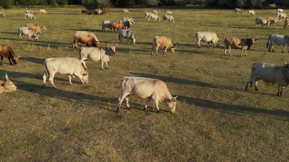 Cow Herd 03