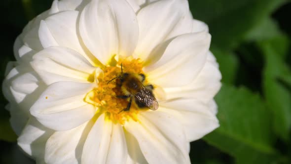 Bumblebee on Dahlia Flower