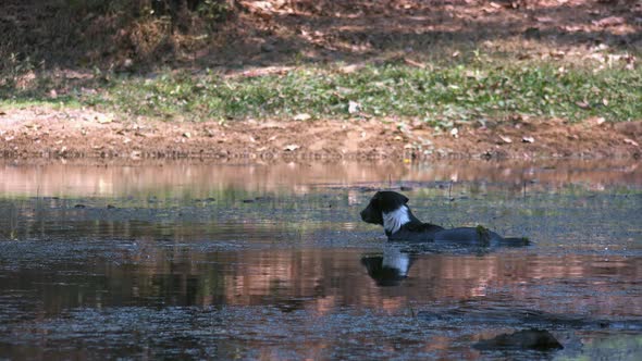 Wide Shot Of a Dog Cooling Down In The Pool of Water Turning Around and Walking Out of Shot