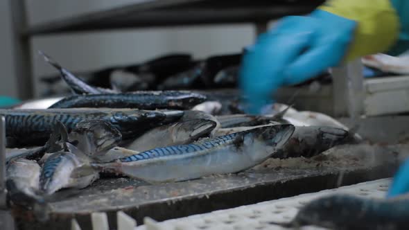 Frozen Fish Are Getting Cleaned By the Staff of Factory. Transporting Conveyer Mechanism Is