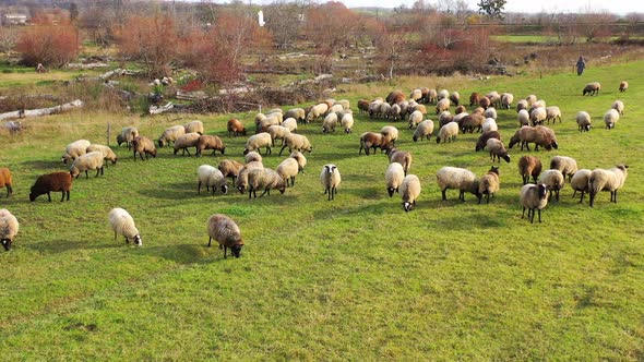 Aerial view of a farm with sheeps. Flock of sheep eat grass in the pasture. Lovely lambs.