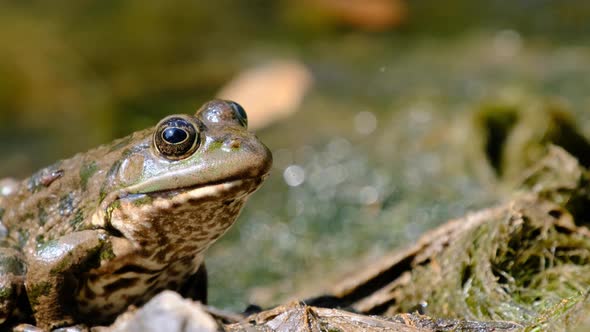 Frog Sits on the Shore By the River Extreme Close Up Portrait of Toad