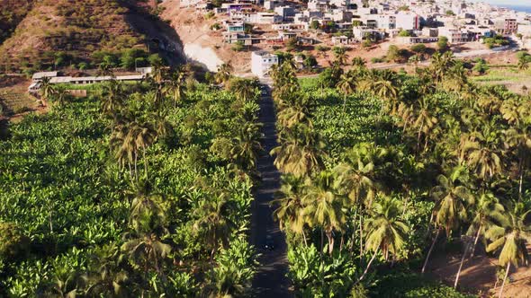Aerial view coconut and sugar canne plantation in Santiago - Cape verde - Cabo verde