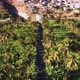 Aerial view coconut and sugar canne plantation in Santiago - Cape verde - Cabo verde - VideoHive Item for Sale