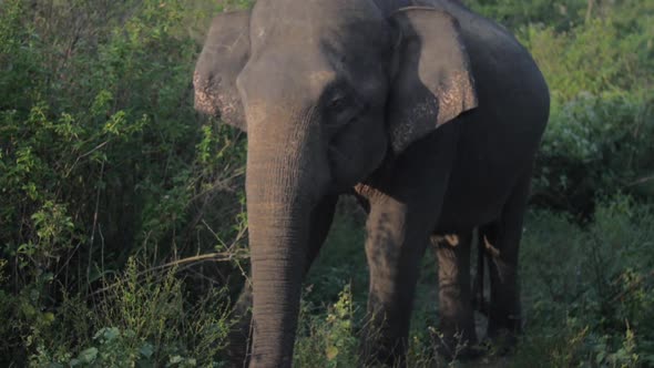 Beautiful Elephant Stands in Green Grass with Animal Shadow