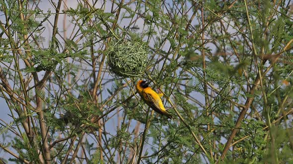 980332 Northern Masked Weaver, ploceus taeniopterus, Male standing on Nest, in flight, Flapping wing