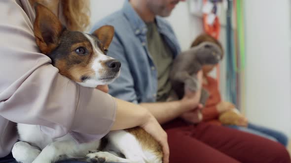 Owners of animals waiting for visit at vet. Shot with RED helium camera in 4K.