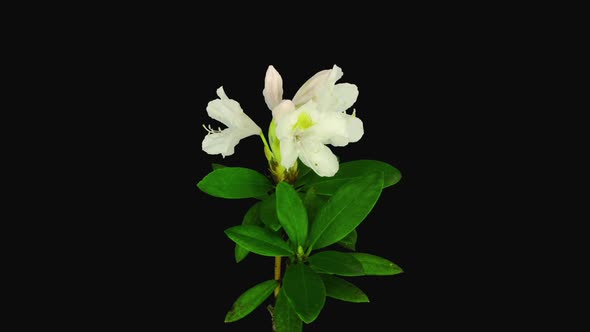 Time-lapse of opening white rhododendron