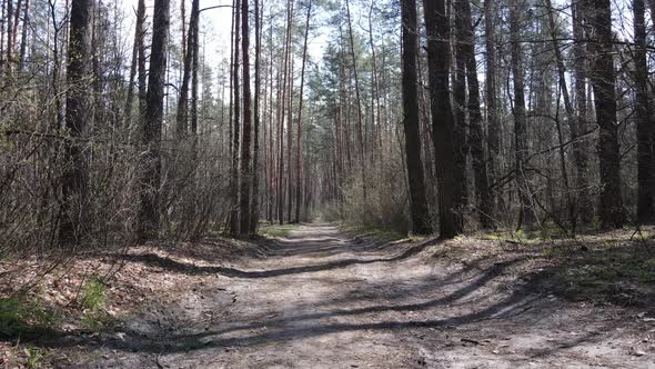 Road in the Forest During the Day Slow Motion