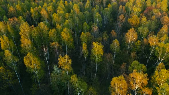 Spring Forest on Sunset in National Park