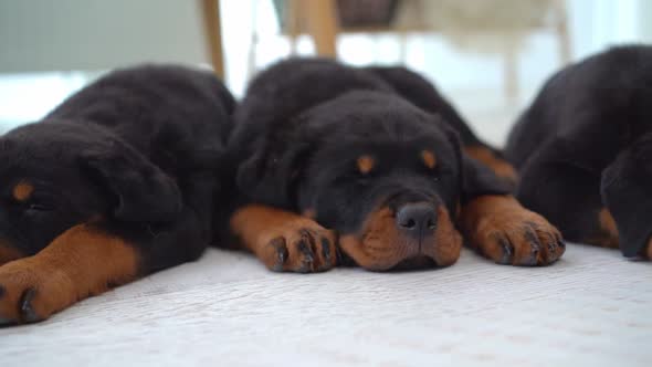 Family of Rottweiler Puppies at Home