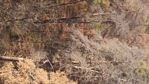 Vertical Video Autumn Forest with Trees in Ukraine Slow Motion