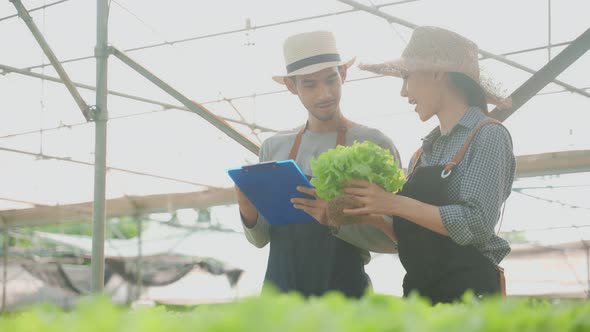 Asian farmers couple work in vegetables hydroponic farm with happiness.