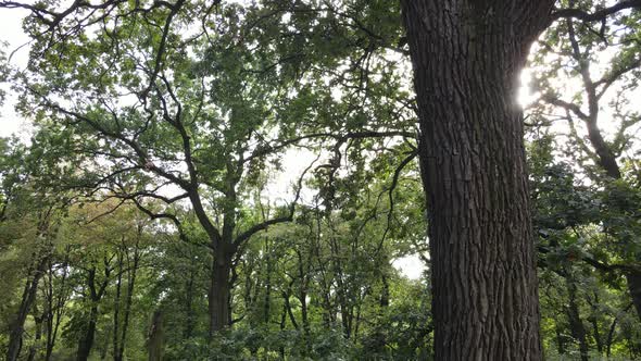 Aerial View of Green Forest in Summer. Ukraine. Slow Motion