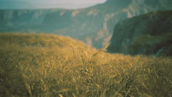 Golden Rocks and Grass in Mountains