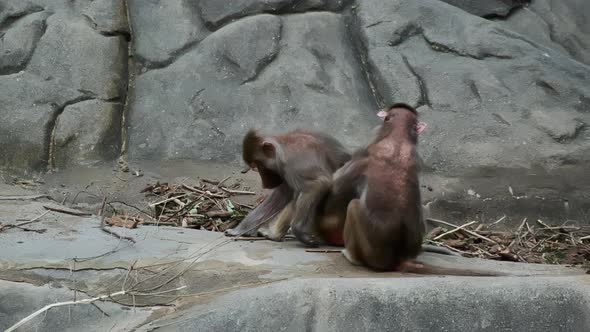 Monkey Cleans From Fleas Other Macaque