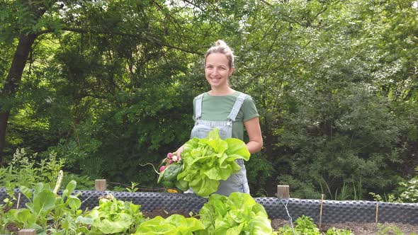 Slow motion shot of woman harvesting radish and salad from raised bed