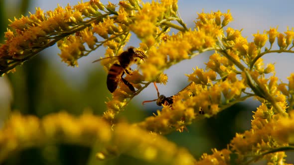 Bees on a flower close-up. Bees collect nectar on yellow flowers.