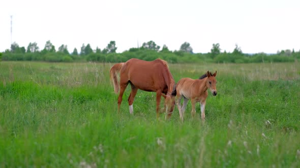 Family of Ginger Horses Mother and Colt Grazing in Nature