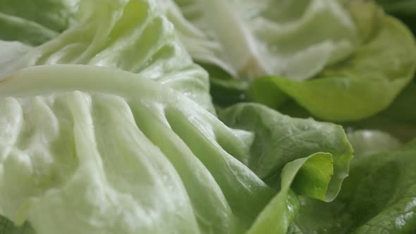 Healthy Lactuca sativa lettuce leaves panning 4K footage