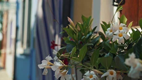 Real Time Close Up Shot of a Potted Plant on the Windowsill of a Colorful House on the Island of