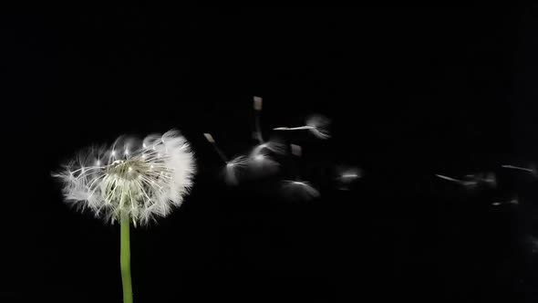 Amazing Macro Shot of Dandelion Being Blown in Super Slow Motion on Black Background