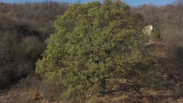 Daily scene with oak tree from genus Quercus 4K aerial footage