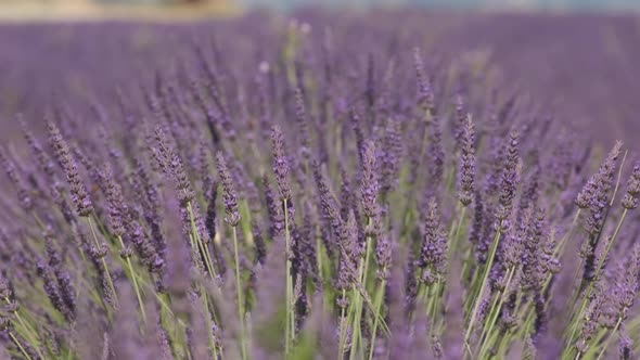 Closeup lavender purple flower blooming in summer