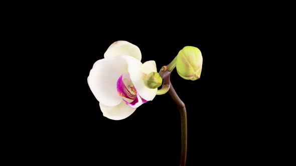 Blooming White Orchid Phalaenopsis Flower