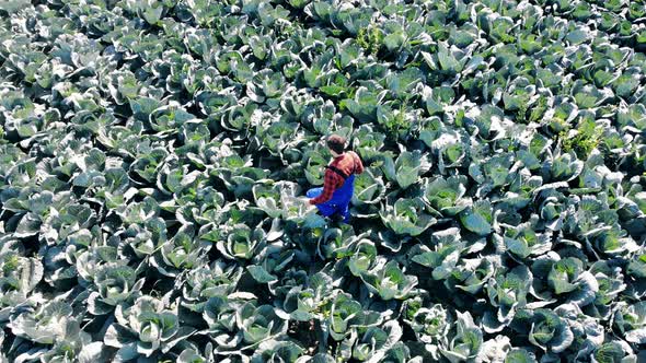 Cabbage Field Is Getting Inspected By the Agriscientist