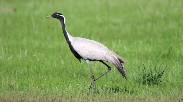 Real Wild Crane Birds Walking in Natural Meadow Habitat