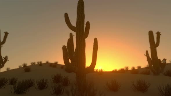 Sunrise On Saguaro Cactus In Blooming