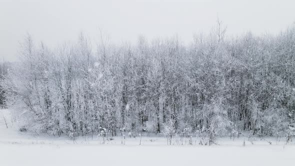 Approaching snow-covered trees in a snowfall