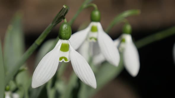 Beautiful garden plant  Galanthus nivalis 4K 2160p 30fps UltraHD footage - White  common snowdrop ou