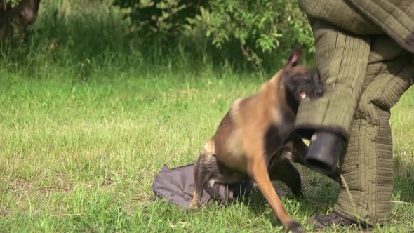 Dog Is Defending a Bag From Stranger.