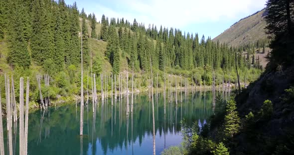 Coniferous Trees Rise From Depths of Mountain Lake