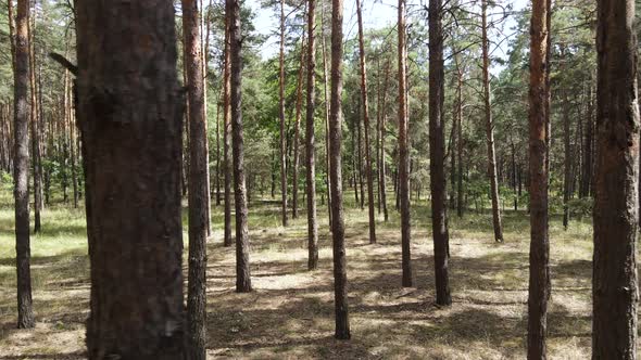 Landscape Inside the Forest with Pine Trees