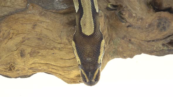 Royal Python or Python Regius on Wooden Snag in Studio Against a White Background