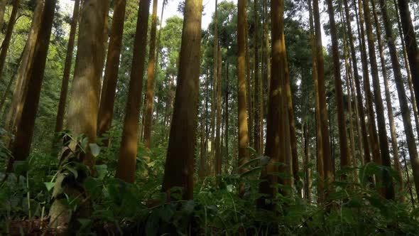 Walking in the Forest. High Tree Trunks Illuminated By the Sun. Gimbal Stabilized Shot. , FHD