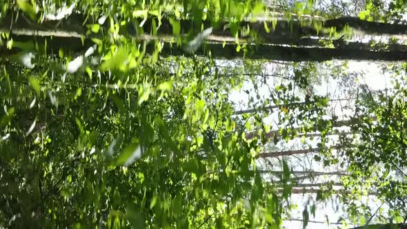 Vertical Video of Green Forest By Day