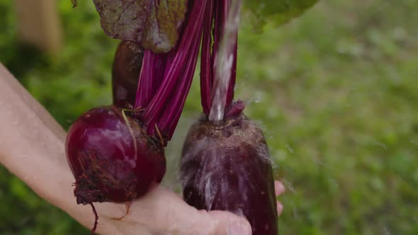 Women's Hands Wash Beets in Clean Water