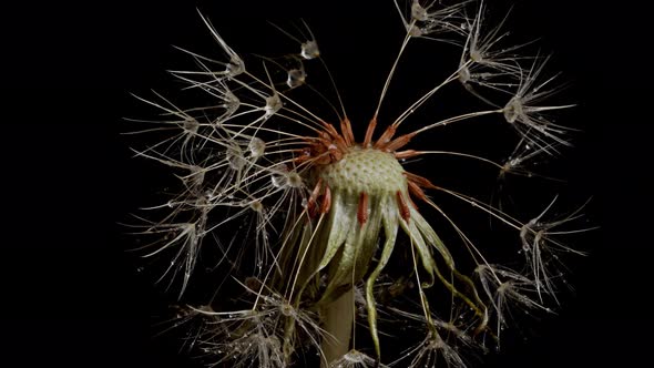 Macro shot of a Dandelion rotating