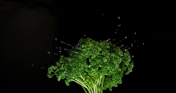 Friesian Parsley, Petroselinum crispum, with Water Splashing on Black Background, Slow Motion 4K