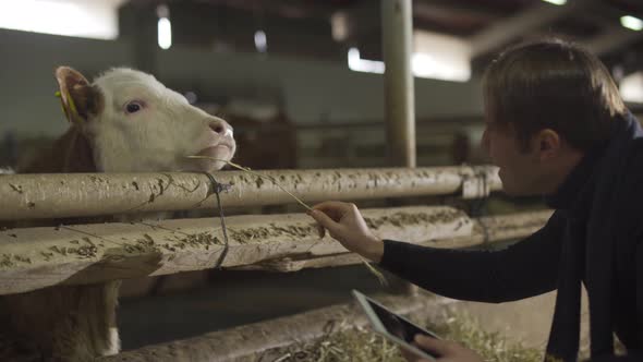 Calf and modern farmer.