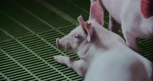 Pigs at Livestock Farm Pork Production Piglet Breeding