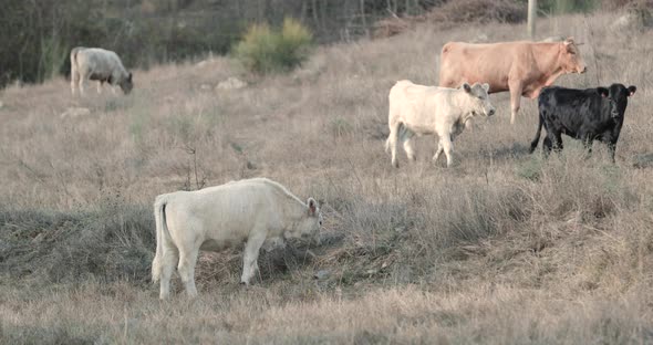 Alentejana Cow Breed Grazing In A Cattle Farm In Alentejo Province, Portalegre, Portugal - Medium Sh